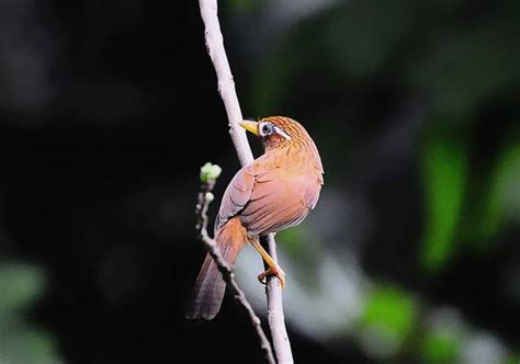 養鳥禁忌|家裏養鳥風水禁忌 